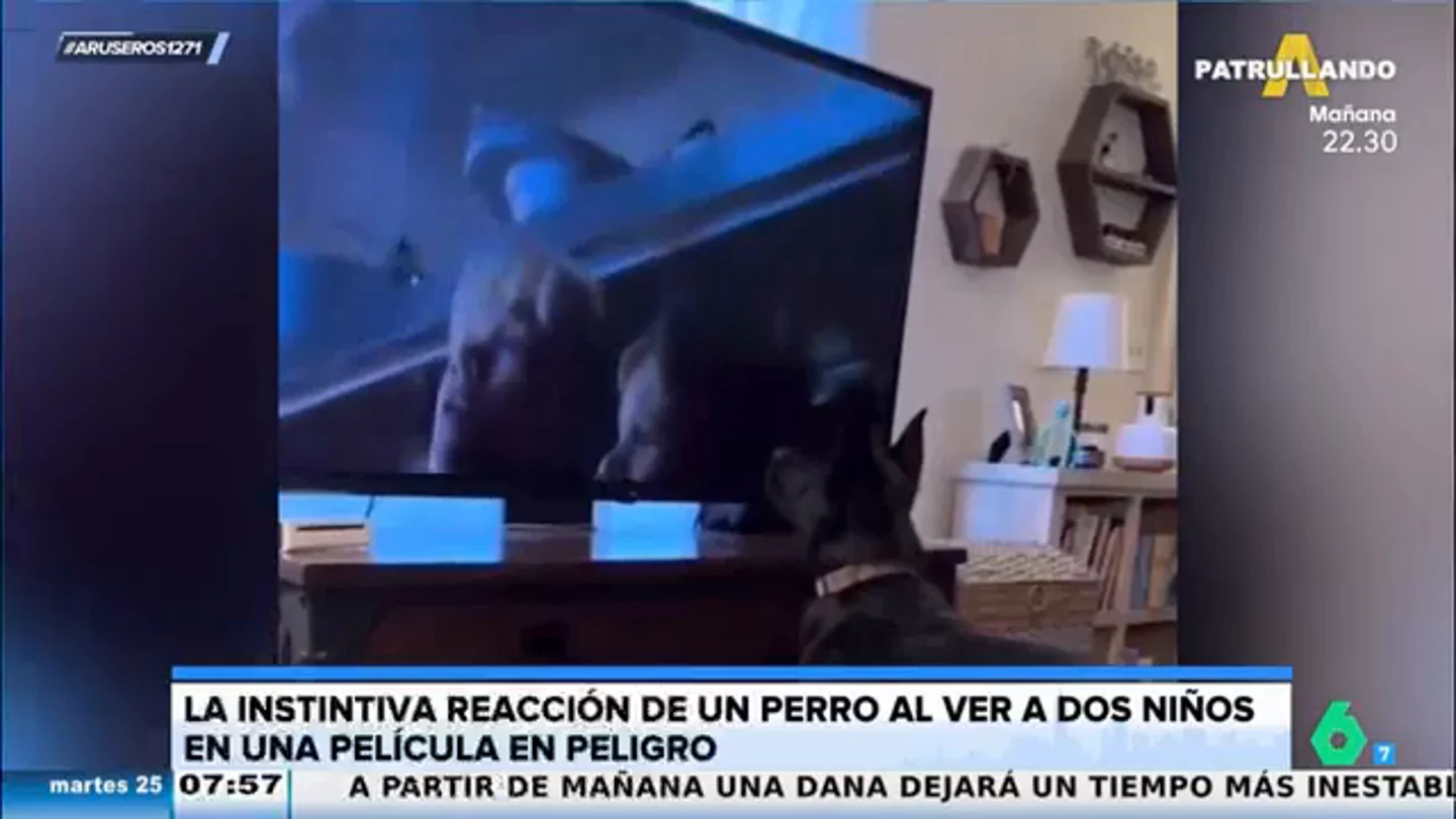 El vídeo viral de la instintiva reacción protectora de un perro al ver a dos niños en peligro en una película El vídeo viral de la instintiva reacción protectora de un perro al ver a dos niños en peligro en una película