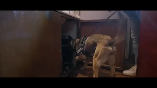 El momento en el que un perro policía encuentra un puñal y droga en un registro con Jalis de la Serna en un pub de Benidorm El momento en el que un perro policía encuentra un puñal y droga en un registro con Jalis de la Serna en un pub de Benidorm