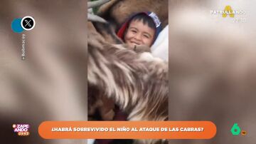 Esto es lo que le sucede a un niño cuando va a dar de comer a unas cabras