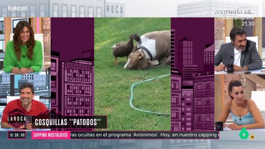 El hilarante v&iacute;deo viral de un pato que le hace "cosquillas" a un perro