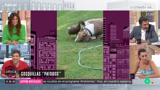 El hilarante vídeo viral de un pato que le hace "cosquillas" a un perro El hilarante vídeo viral de un pato que le hace "cosquillas" a un perro