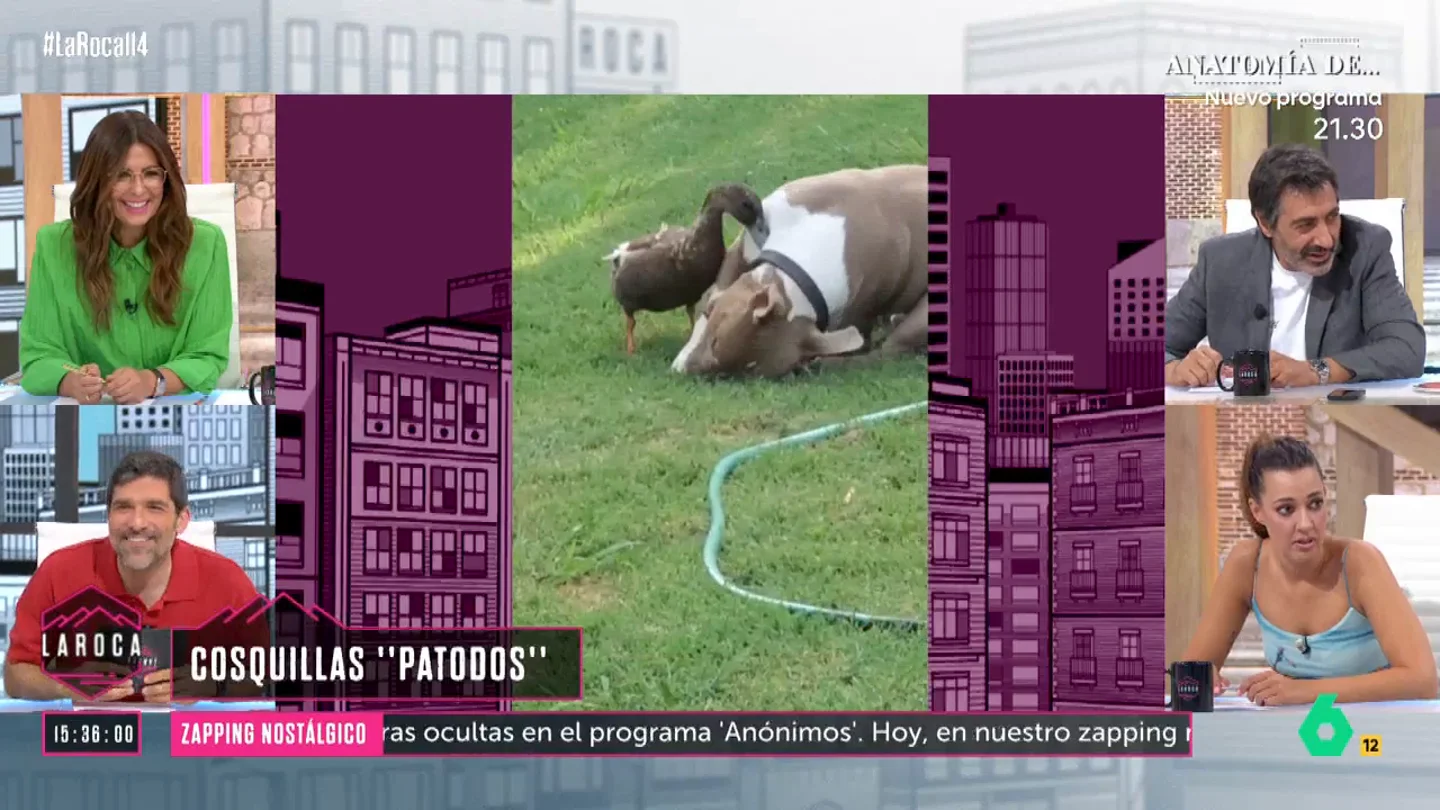 El hilarante vídeo viral de un pato que le hace "cosquillas" a un perro El hilarante vídeo viral de un pato que le hace "cosquillas" a un perro