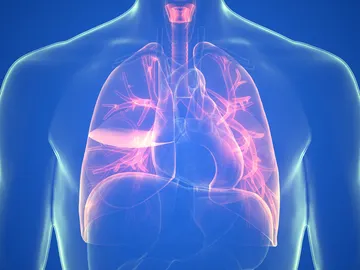Pulmones Pulmones