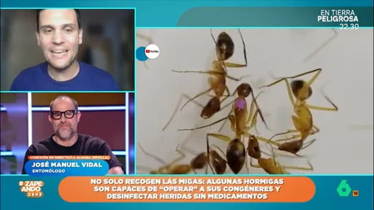 El entomólogo José Manuel Vidal explica el curioso comportamiento de unas hormigas 'cirujanas' José Manuel Vidal expone cómo una especie de hormigas son capaces de curar a sus compañeras: no solo pueden curar heridas para frenar infecciones sino que también amputan extremidades si es necesario.