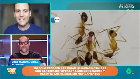 José Manuel Vidal expone cómo una especie de hormigas son capaces de curar a sus compañeras: no solo pueden curar heridas para frenar infecciones sino que también amputan extremidades si es necesario. 