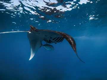 Mantarraya Mantarraya