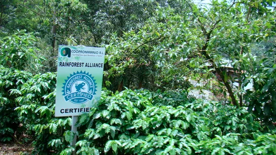 Una zona de cultivo, con una señal de Rainforest Alliance. Una zona de cultivo, con una señal de Rainforest Alliance.