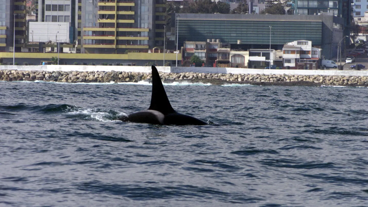 Imagen de archivo de una orca Imagen de archivo de una orca