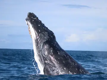 Ballena Ballena