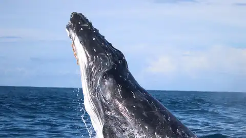 Ballena Ballena