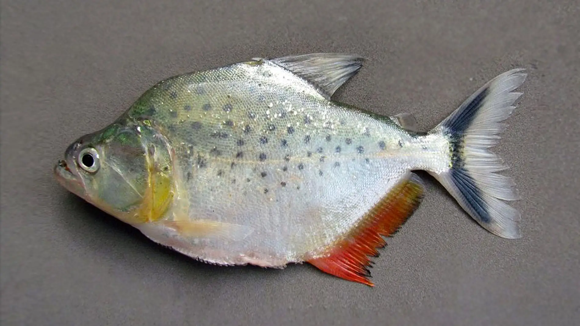 Descubierta una nueva especie de pirana en Bolivia Descubierta una nueva especie de pirana en Bolivia