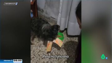 La divertida reacción de una dueña al ver que su perro le 'roba' su dinero y no lo suelta: “No sé qué hacer”