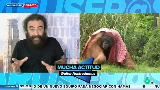El Sevilla explica los planes ocultos del orangután Walter para predecir la victoria española ante Alemania El Sevilla explica los planes ocultos del orangután Walter para predecir la victoria española ante Alemania