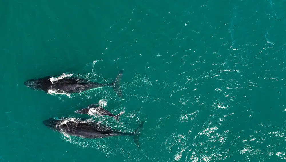 Ballenas Ballenas