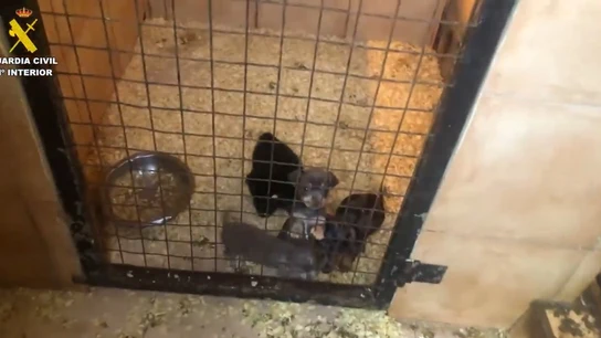 Desmantelan una trama de venta ilegal de cachorros por toda España Desmantelan una trama de venta ilegal de cachorros por toda España