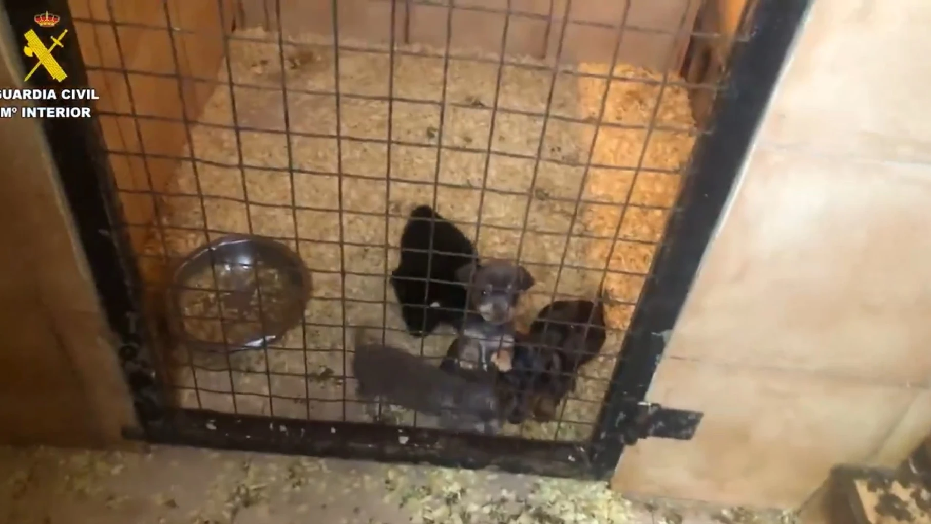 Desmantelan una trama de venta ilegal de cachorros por toda España 
