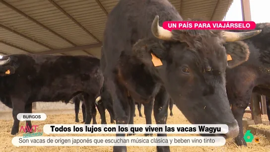 Estos son los lujos con los que se crían a las vacas Wagyu: desde música clásica a beber vino tinto Estos son los lujos con los que se crían a las vacas Wagyu: desde música clásica a beber vino tinto