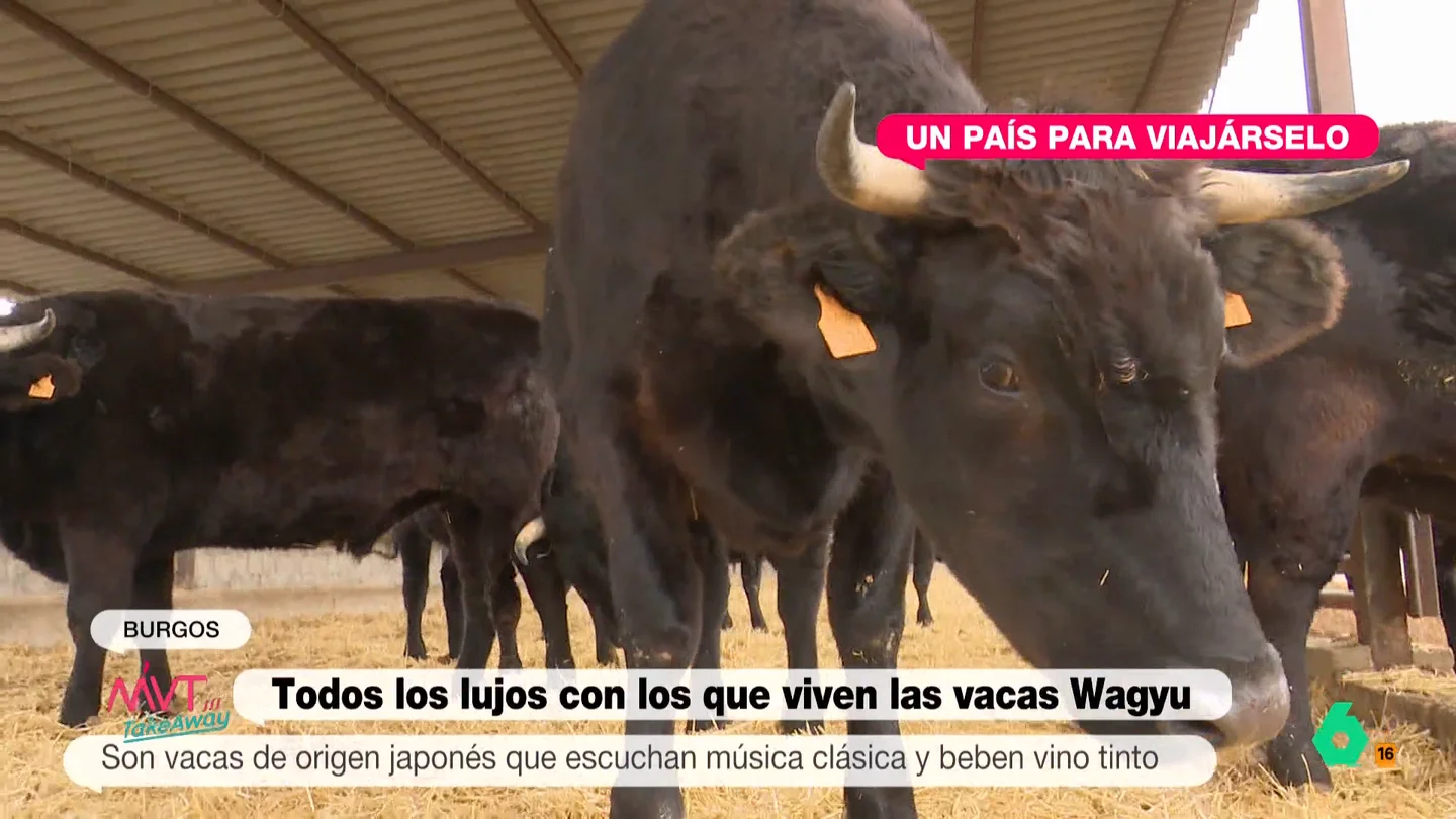 Estos son los lujos con los que se crían a las vacas Wagyu: desde música clásica a beber vino tinto Estos son los lujos con los que se crían a las vacas Wagyu: desde música clásica a beber vino tinto