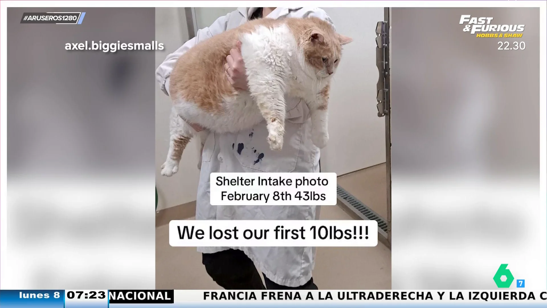 El esfuerzo de un gato por adelgazar conquista las redes: se llama Biggie Smalls y llegó a pesar 19 kiloso en TikTok: llegó a pesar 19 kilos