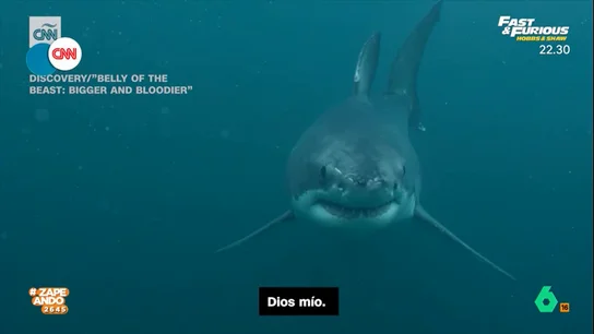 El curioso método que utilizan los científicos para estudiar a los tiburones blancos El curioso método que utilizan los científicos para estudiar a los tiburones blancos