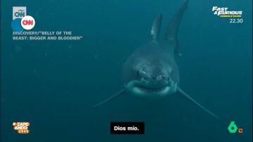 El curioso método que utilizan los científicos para estudiar a los tiburones blancos