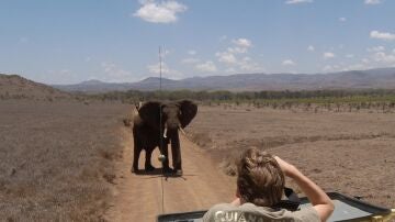Muere un turista español al ser atropellado por un elefante en Sudáfrica