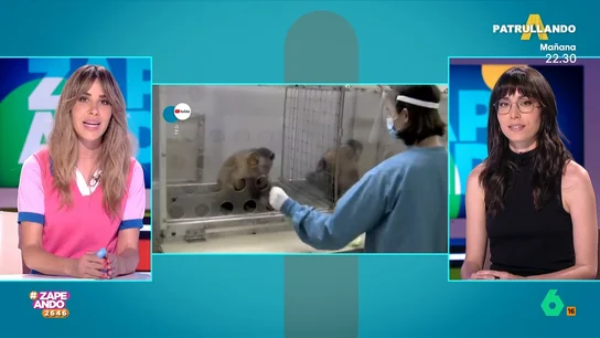 Laura Camón explica si los primates tiene o no sentido de la justicia Laura Camón explica si los primates tiene o no sentido de la justicia