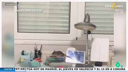 Una joven grita desconsolada al encontrarse una rata en su cuarto: "¡Mami, Ratatouille está en mi cuarto!" Una joven grita desconsolada al encontrarse una rata en su cuarto: "¡Mami, Ratatouille está en mi cuarto!"
