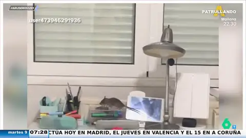 Una joven grita desconsolada al encontrarse una rata en su cuarto: "¡Mami, Ratatouille está en mi cuarto!" 