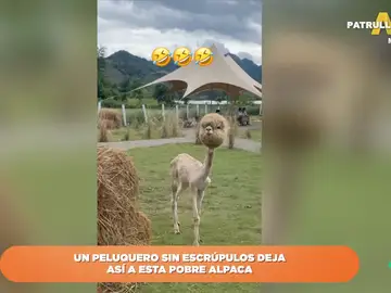 La reacción de los zapeadores al ver el nuevo corte de pelo de una alpaca: &quot;Parece un Funko&quot;