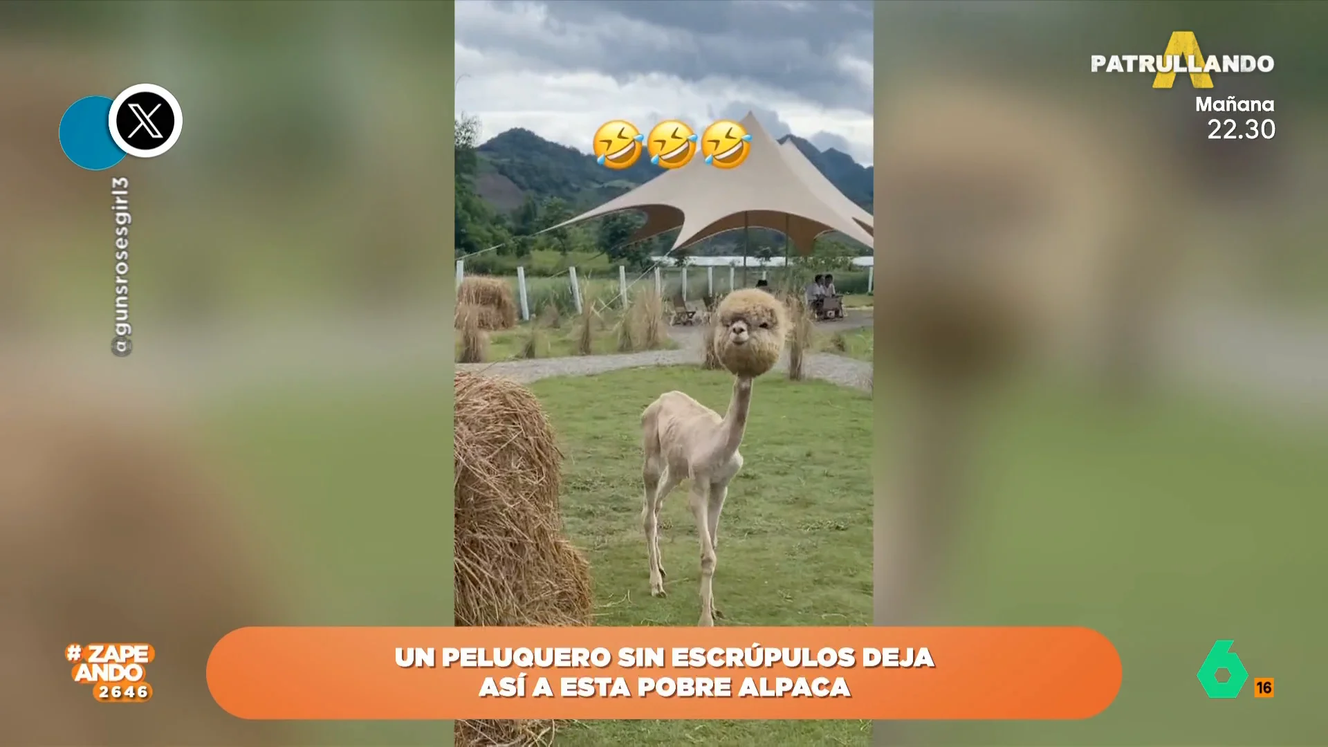 La reacción de los zapeadores al ver el nuevo corte de pelo de una alpaca: "Parece un Funko"