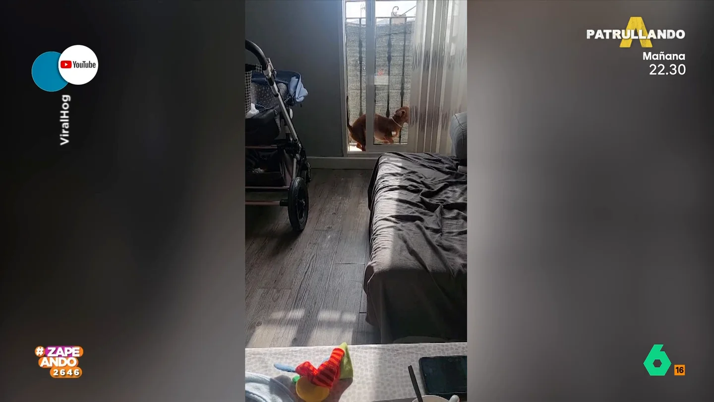 La odisea de un perro salchicha, que provoca la risa de sus dueños, para salir de la terraza a la hora de la comida La odisea de un perro salchicha, que provoca la risa de sus dueños, para salir de la terraza a la hora de la comida