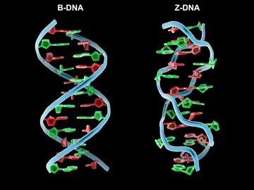 Ilustración de las cadenas de ADN y Z-ADN Ilustración de las cadenas de ADN y Z-ADN