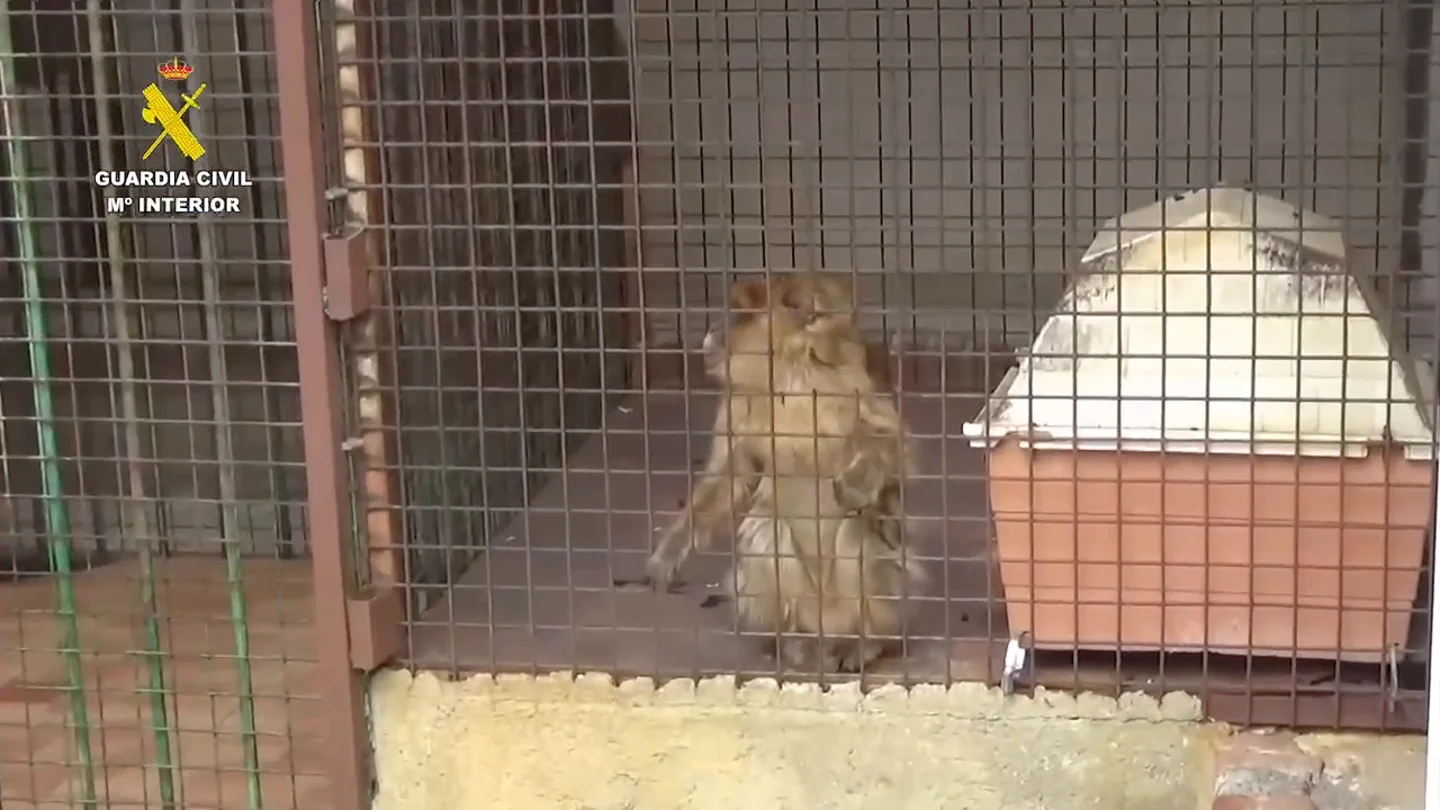 La Guardia Civil encuentra dos monos de Gibraltar enjaulados en el patio de una vivienda en Granada La Guardia Civil encuentra dos monos de Gibraltar enjaulados en el patio de una vivienda en Granada
