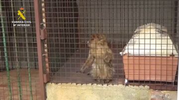 La Guardia Civil encuentra dos monos de Gibraltar enjaulados en el patio de una vivienda en Granada 