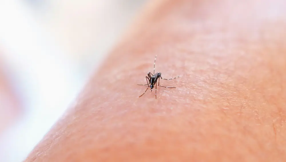 Mosquito en la piel