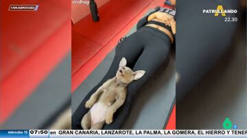 Una dueña decide llevar a su perro a una clase de yoga y se queda absolutamente frito sobre ella