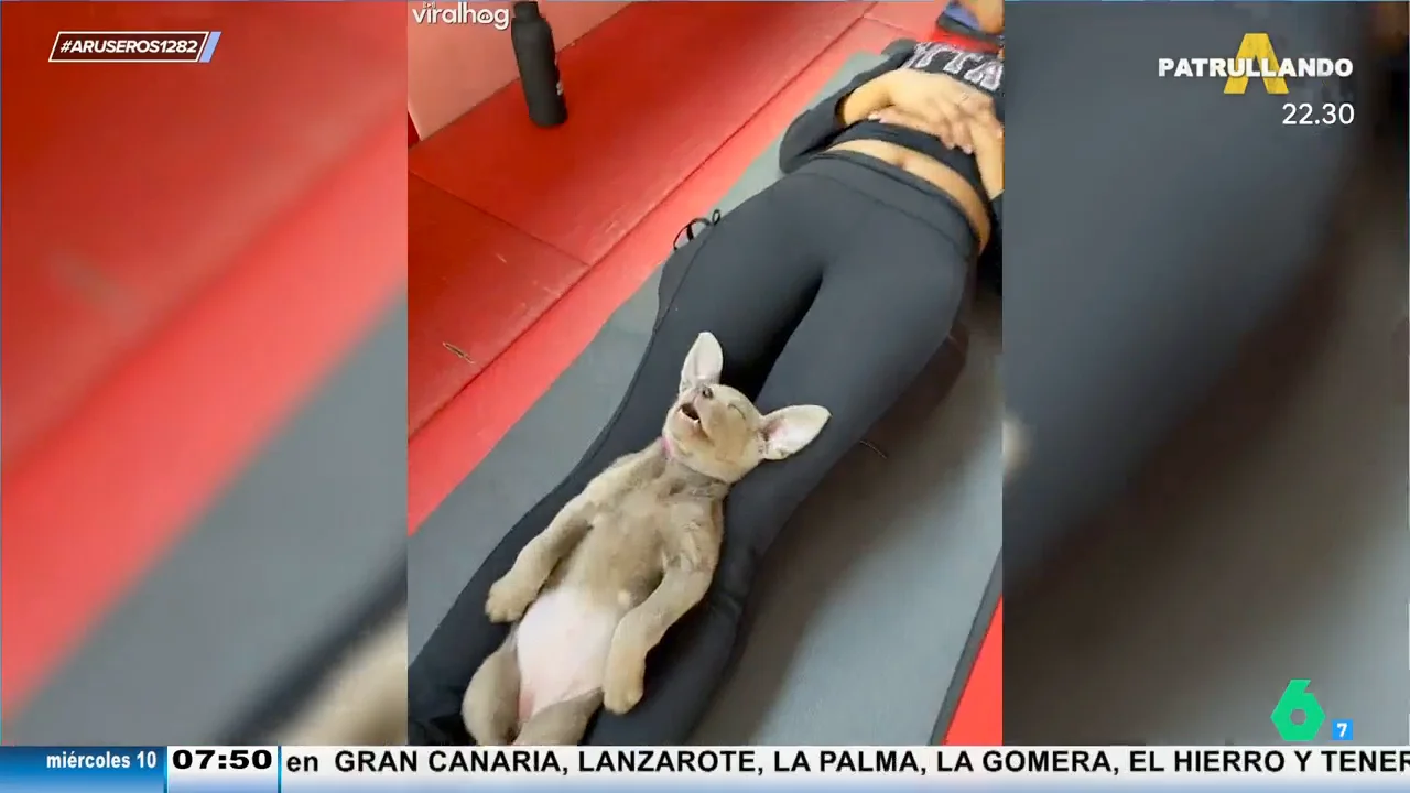 Una dueña decide llevar a su perro a una clase de yoga y se queda absolutamente frito sobre ella