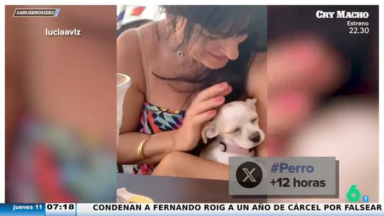 Del "eso no lo toco" a "un perro es como un hijo": el viral de una mujer cuando le llevan a casa una perra por sorpresa Del "eso no lo toco" a "un perro es como un hijo": el viral de una mujer cuando le llevan a casa una perra por sorpresa