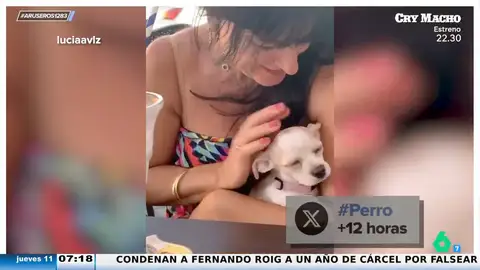 Del "eso no lo toco" a "un perro es como un hijo": el viral de una mujer cuando le llevan a casa una perra por sorpresa