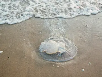 Esta app será tu mejor aliada en verano si buscas una playa libre de medusas Esta app será tu mejor aliada en verano si buscas una playa libre de medusas
