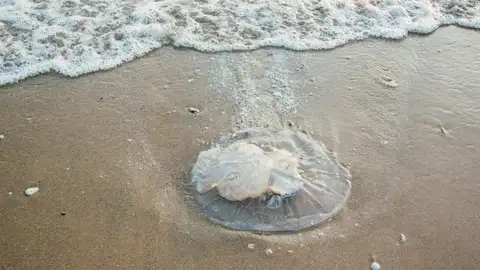 Esta app será tu mejor aliada en verano si buscas una playa libre de medusas Esta app será tu mejor aliada en verano si buscas una playa libre de medusas