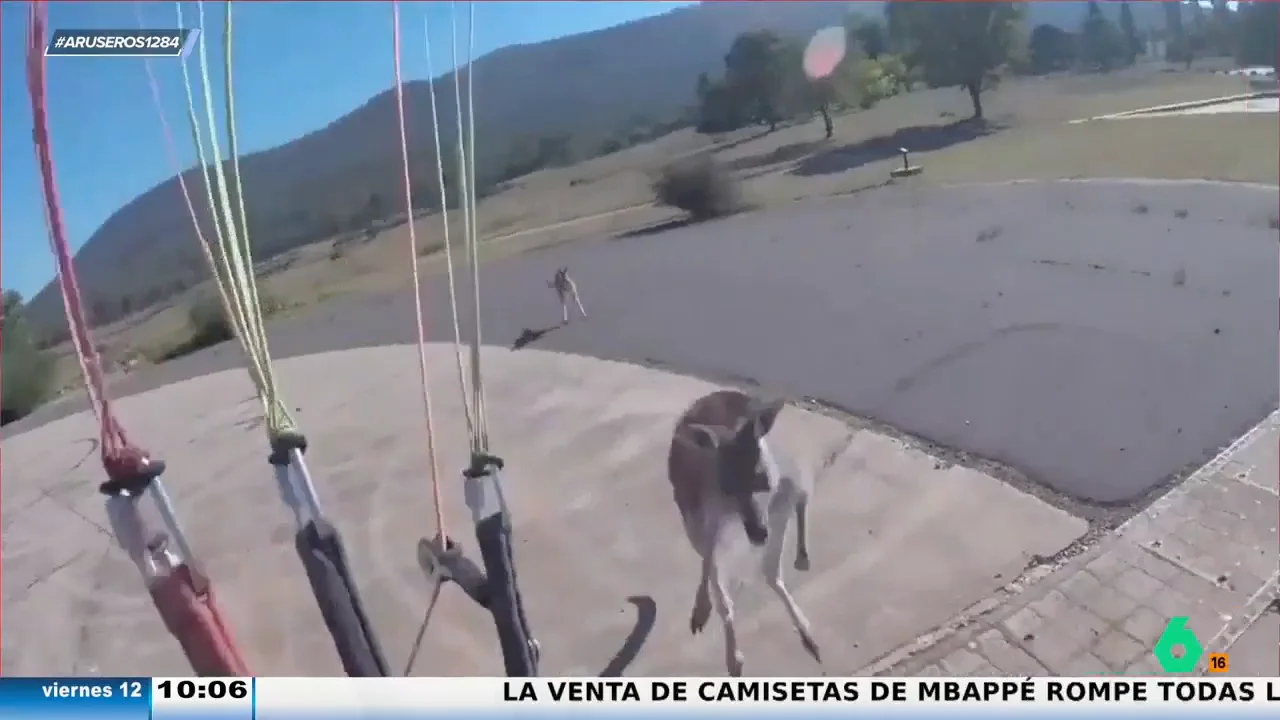 Un canguro esprinta para agredir a un paracaidista nada más pisar tierra: "La mala leche que gasta"