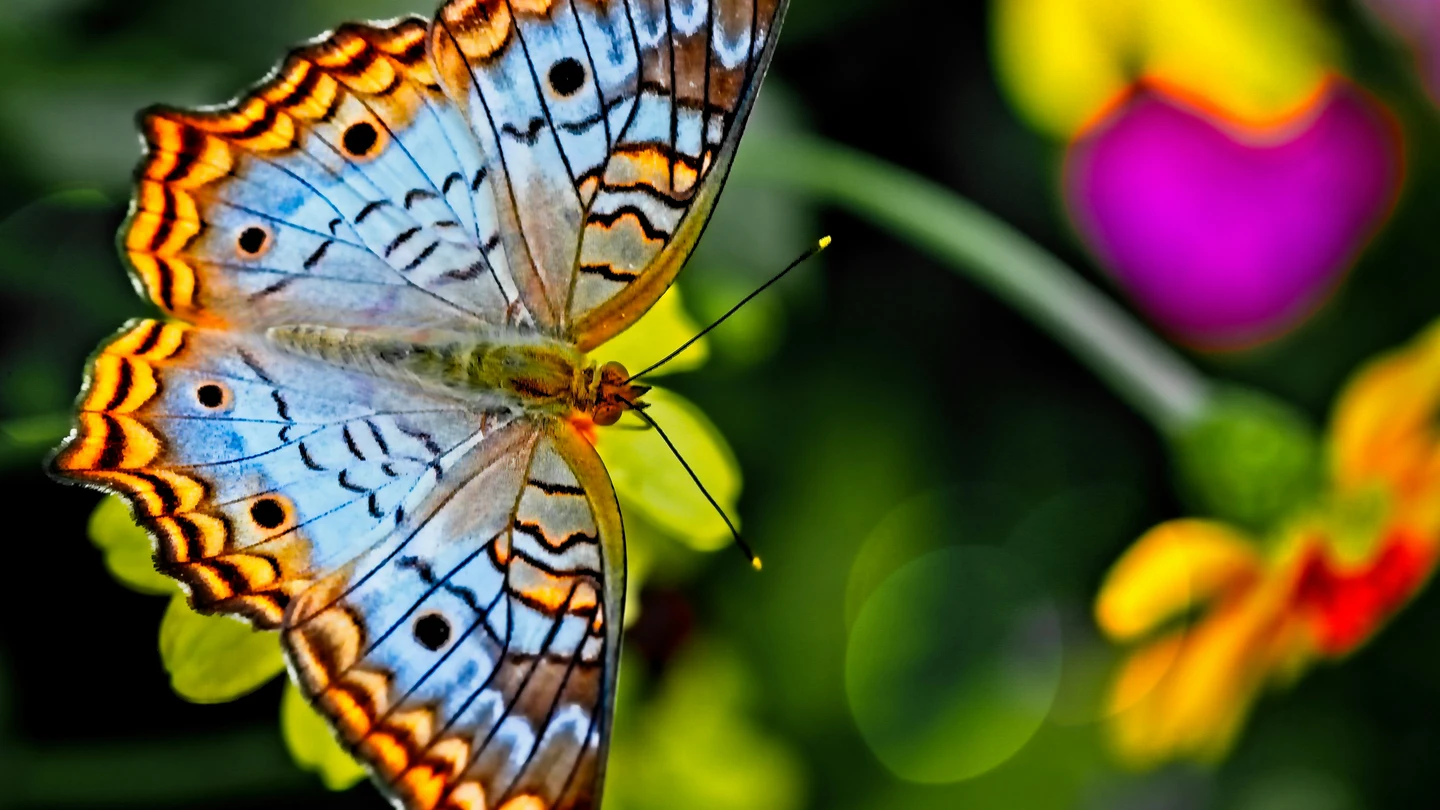 Imagen de una mariposa Imagen de una mariposa