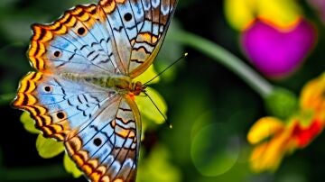 Imagen de una mariposa