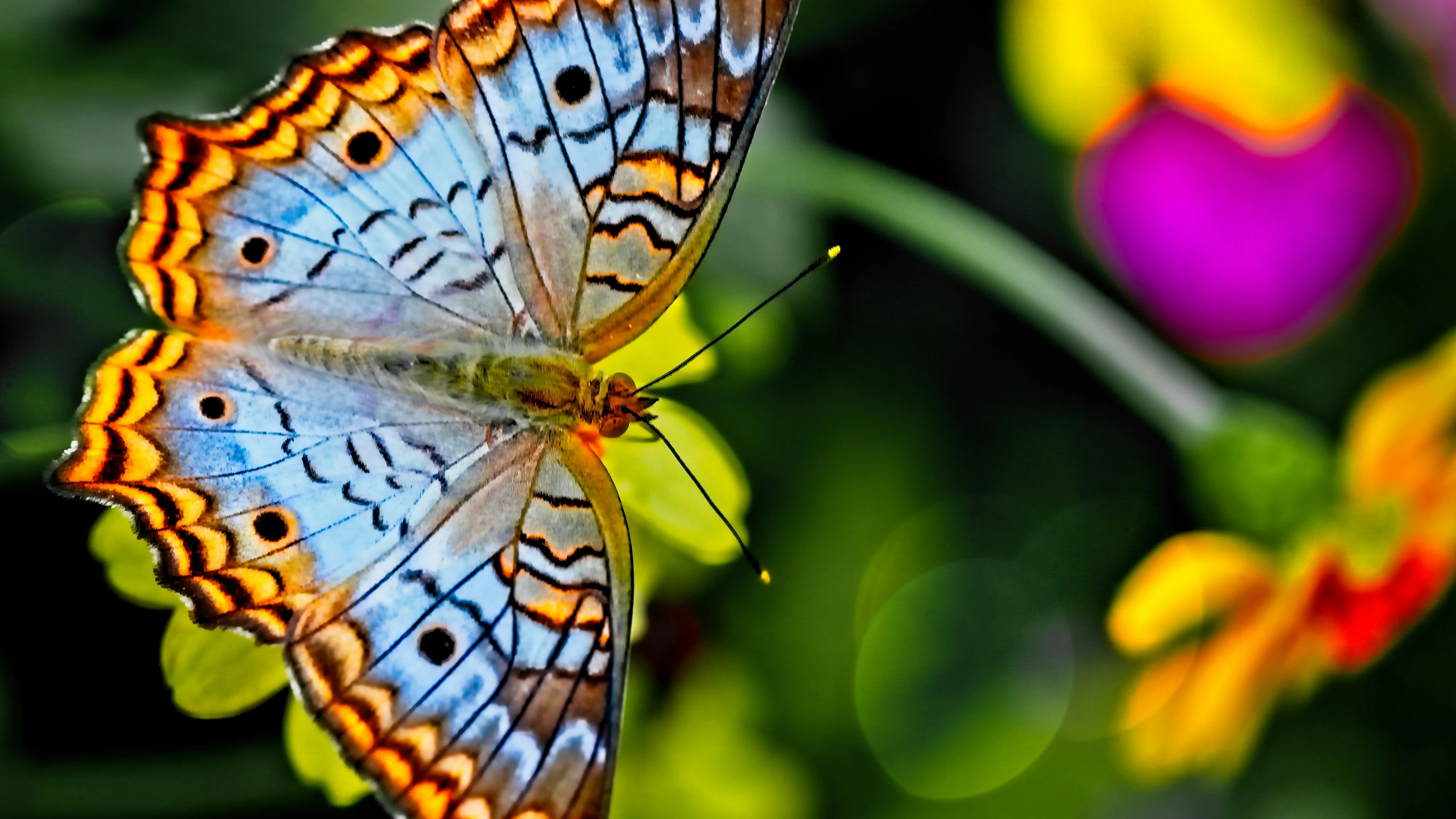 Imagen de una mariposa