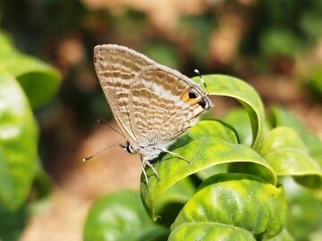 La sequia provoca una disminucion del 30 en las mariposas en las zonas urbanas