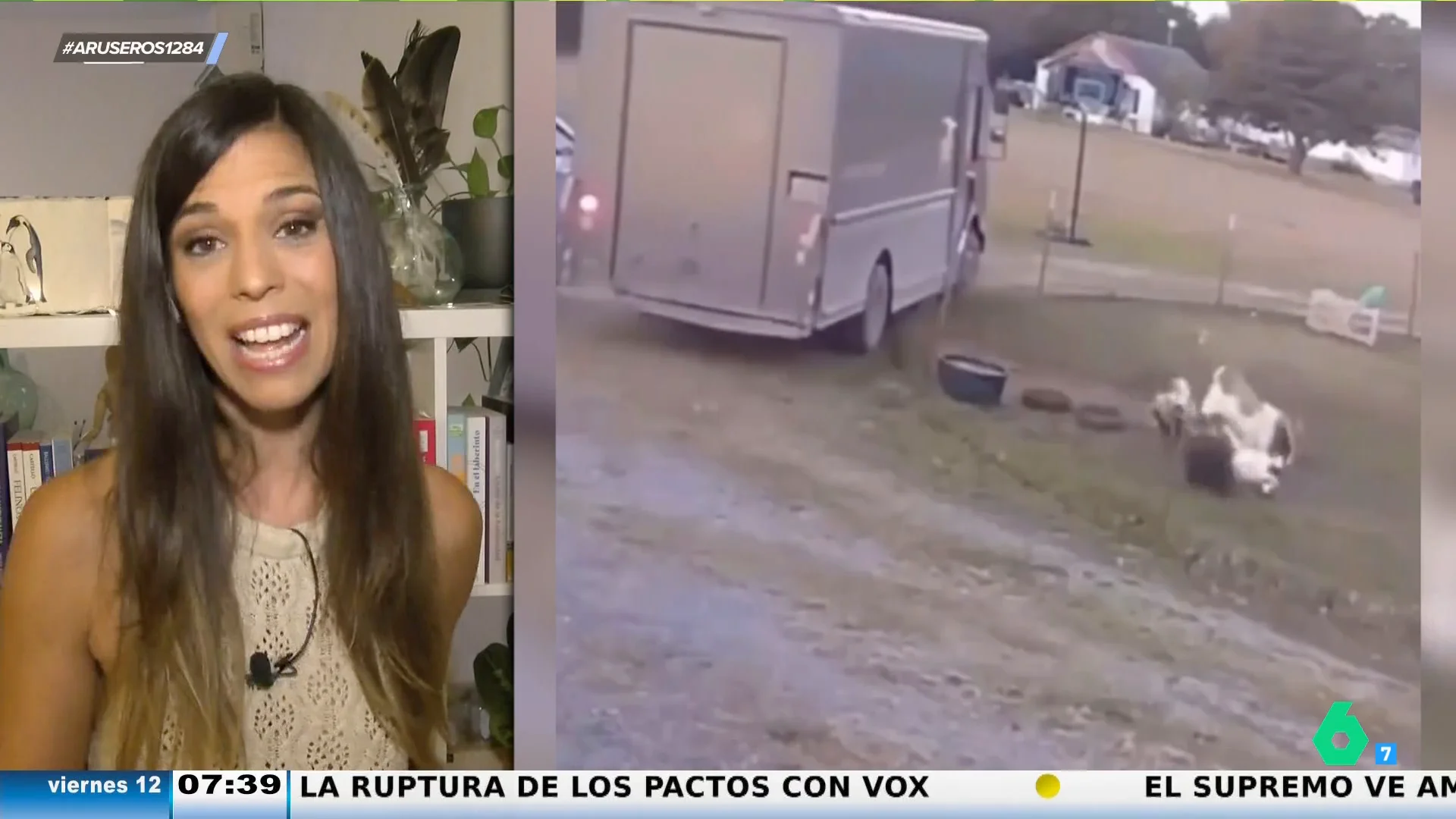 La bióloga Evelyn Segura explica por qué hay cabras que se 'desmayan' cuando las asustan