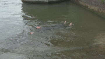 La ministra francesa de Deportes se baña en el río Sena