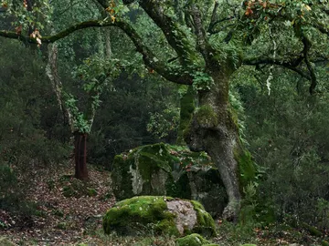 Parque Natural Los Alcornocales, Cádiz Parque Natural Los Alcornocales, Cádiz